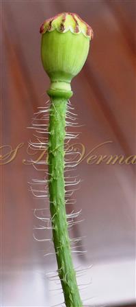  Pistil